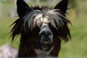 funny Alpaca Animal portrait