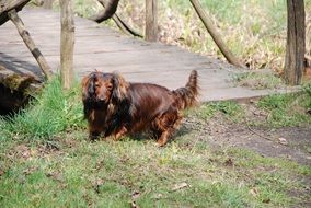 deliciously beautiful Dachshund Dog