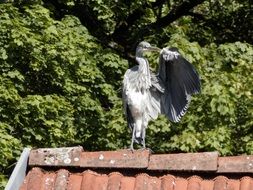 charmingly cute Heron Bird