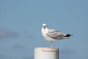 seagull on a pole against the blue sky