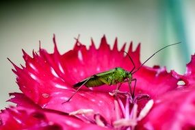green insect on purple flower