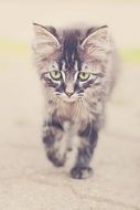 walking cute fluffy baby cat