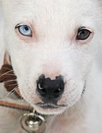 Portrait of white cute puppy