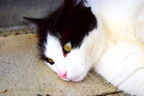 White Black kitty close-up