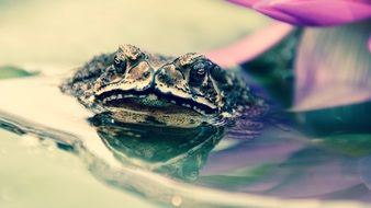 toad on a water lily close-up on a blurred background