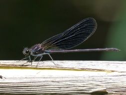 filigree black dragonfly in wetland