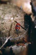 mating ladybugs in the garden