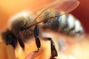 close up of a bee extracting nectar