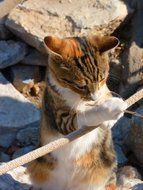 Cute, beautiful and colorful cat playing in light