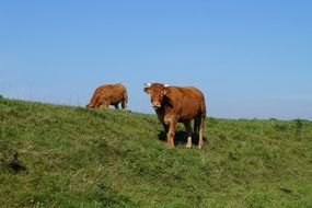 farm livestock on pasture