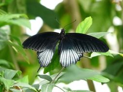 dark Papilio Ascalaphus Butterfly