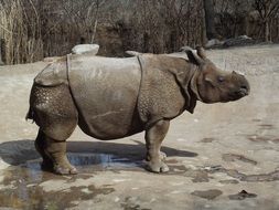 Rhino in a zoo