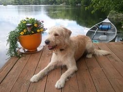 Dog lays on wooden pier at Lake