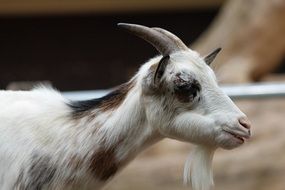 domestic goat with beard