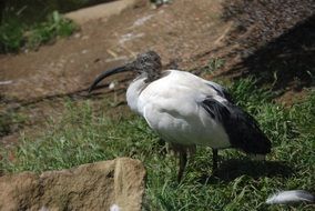 black and white ibis bird in the reserve