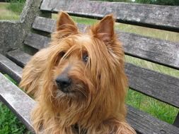 australian terrier on a bench