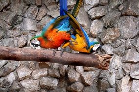 Macaws Natural