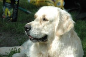golden retriever head