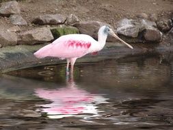 roseate spoonbill, Pink wading bird in zoo