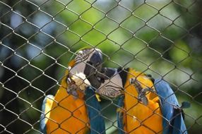 Macaws are kissing