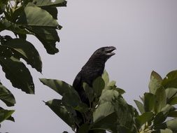 black anu in the wild