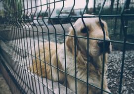 golden retriever in a black cage