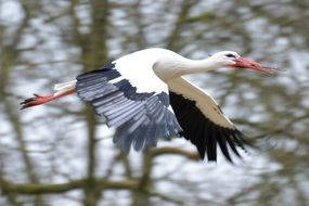 flying stork