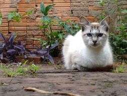 white cat in the garden