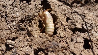 beetle larva in soil