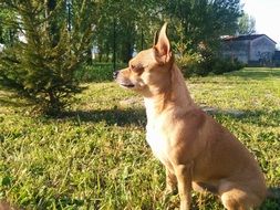 brown chihuahua looks into the distance