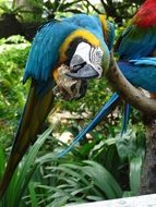 parrot macaw in the wild