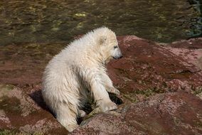 young polar bear in the Nuremberg zoo