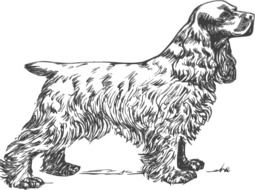 drawn spaniel on a book page