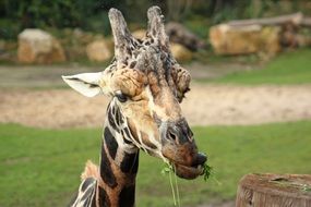 giraffe head with food