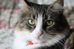 Gata Pet Kitten