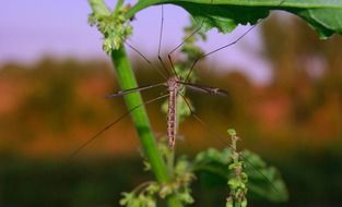 Mosquito on the green plant on blurred background