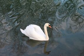 charming white Swan in river