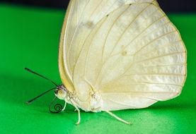 white butterfly on green surface