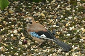 Eurasian Jay on Earth