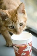 cat and Cup