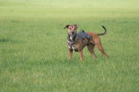 Dog Playing in green Meadow