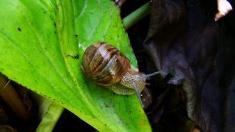 Large Snail on a leaf