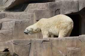 Polar Bear on rock in Zoo