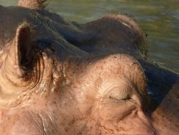 closed eyes of hippopotamus close up