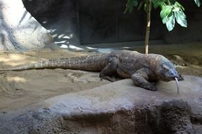 Komodo Dragon, giant Lizard on stone in zoo, czech, prague