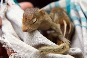 sleeping squirrel cub