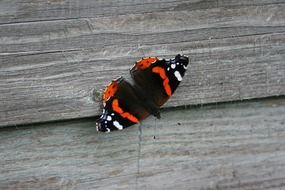 admiral butterfly on wooden planks