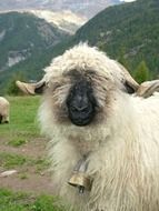 white sheep with black nose in Switzerland