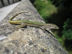 green lizard on a stone close-up