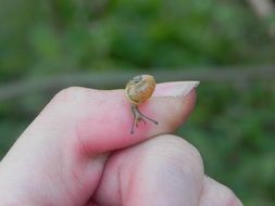 little snail on man's finger